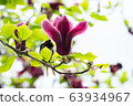 magnolia 63934967