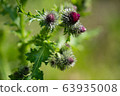 Spring flowers 63935008