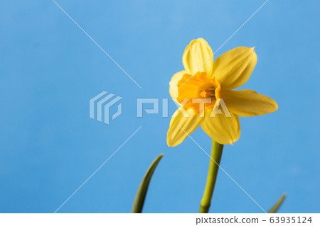 narcissus spring flower 63935124