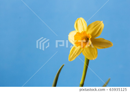 narcissus spring flower 63935125