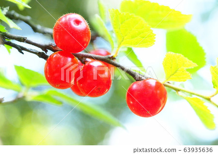 Yulium fruit Yulium fruit 63935636