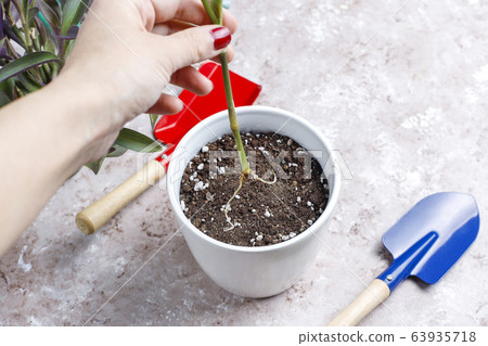 Gardening tools on light background with house plant and gloves,top view Gardening tools on light background with house plant and gloves,top view 63935718