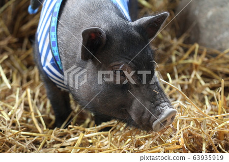 Mini pig_Kuroko pig Mini pig_Kuroko pig 63935919