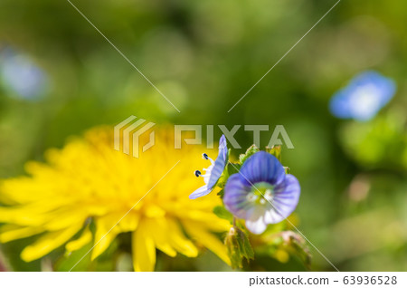 Dandelion and giant dogfish Dandelion and giant dogfish 63936528