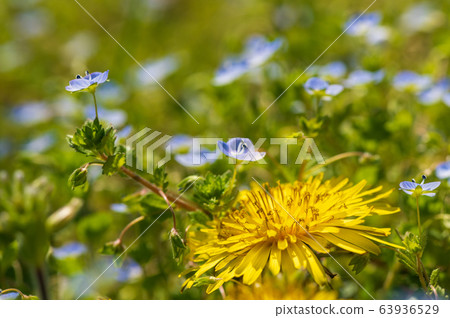 蒲公英和睡蓮,春天田野盛開的花朵 蒲公英和睡蓮,春天田野盛開的花朵 63936529