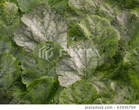 Heuchera leaves 63936704