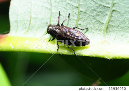 Mutuboshita prey 63936950