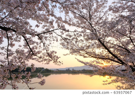 櫻花與朝日夜叉寺(奈良縣奈良市) 櫻花與朝日夜叉寺(奈良縣奈良市) 63937067