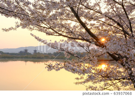 櫻花與朝日夜叉寺（奈良縣奈良市） 63937068