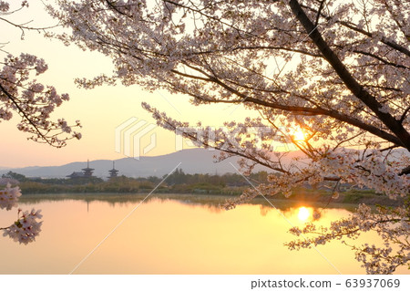 櫻花與朝日夜叉寺(奈良縣奈良市) 櫻花與朝日夜叉寺(奈良縣奈良市) 63937069