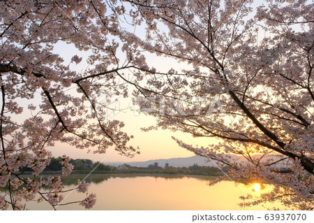 櫻花與朝日夜叉寺(奈良縣奈良市) 櫻花與朝日夜叉寺(奈良縣奈良市) 63937070