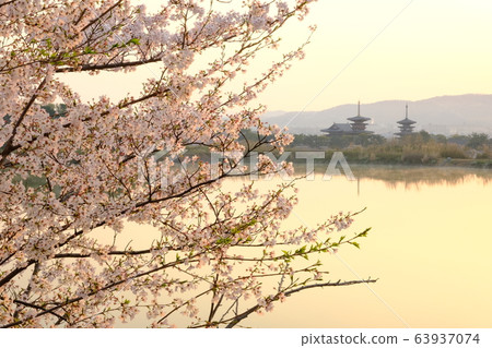 櫻花與朝日夜叉寺(奈良縣奈良市) 櫻花與朝日夜叉寺(奈良縣奈良市) 63937074