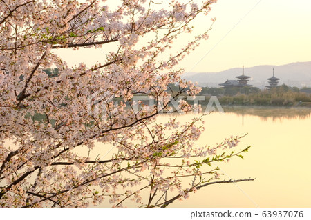 櫻花與朝日夜叉寺（奈良縣奈良市） 63937076
