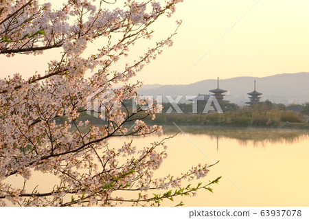 櫻花與朝日夜叉寺(奈良縣奈良市) 櫻花與朝日夜叉寺(奈良縣奈良市) 63937078