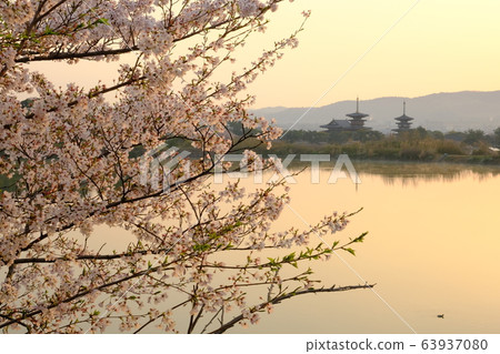 櫻花與朝日夜叉寺（奈良縣奈良市） 63937080