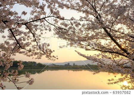 櫻花與朝日夜叉寺（奈良縣奈良市） 63937082