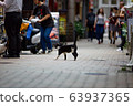 Domestic cat in the streets of Kyoto, Japan. 63937365