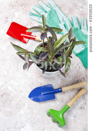 Gardening tools on light background with house plant and gloves,top view 63938020
