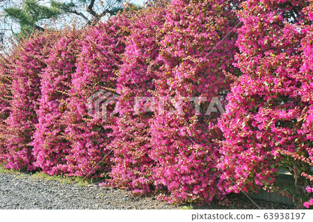 Hedge of red torrent Hedge of red torrent 63938197