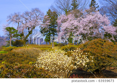 禦櫻和三um 禦櫻和三um 63939673