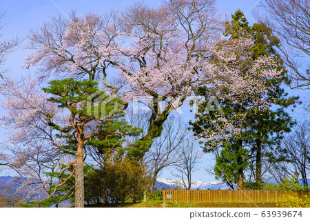 御殿櫻花和雪山 御殿櫻花和雪山 63939674