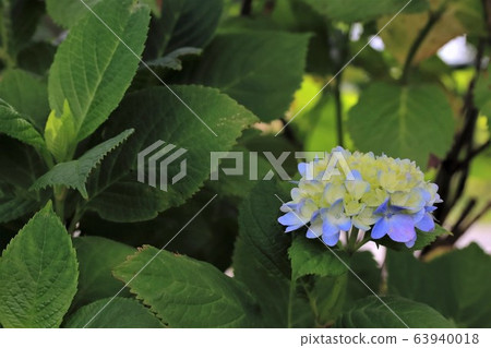 城堡的繡球花15日過夜（岐阜縣大垣市住am） 63940018