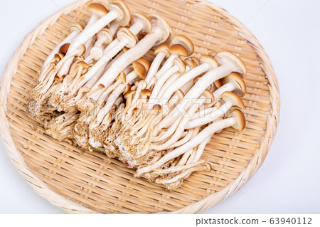 山毛櫸目次 山毛櫸目次 63940112