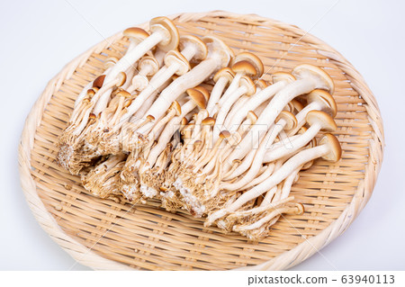 山毛櫸目次 山毛櫸目次 63940113