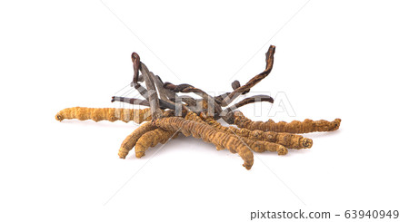 Ophiocordyceps sinensis (CHONG CAO, DONG CHONG XIA Ophiocordyceps sinensis (CHONG CAO, DONG CHONG XIA 63940949