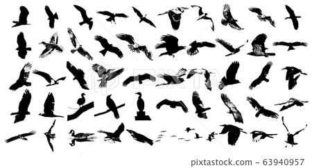 50 realistic silhouettes of various birds 63940957