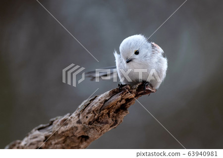 Spring Shimanega 63940981