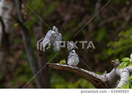 Yamasemi couple 63940983