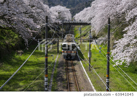 Sakura and train at Yamakita Station Sakura and train at Yamakita Station 63941045