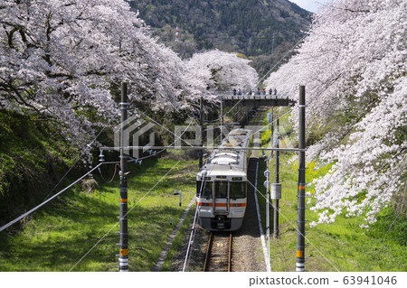 Sakura and train at Yamakita Station Sakura and train at Yamakita Station 63941046