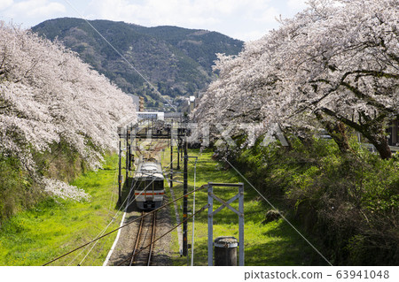 Sakura and train at Yamakita Station Sakura and train at Yamakita Station 63941048