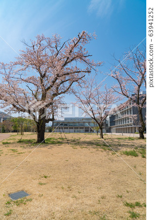 東京都立大學日野校區櫻花 63941252