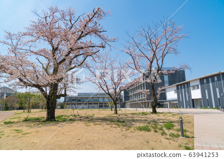 東京都立大學日野校區櫻花 63941253