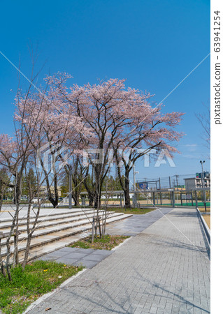 Cherry blossoms at Tokyo Metropolitan University Hino Campus 63941254