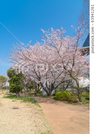 東京都立大學日野校區櫻花 63941261