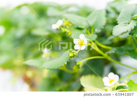 Strawberry flower 63941807