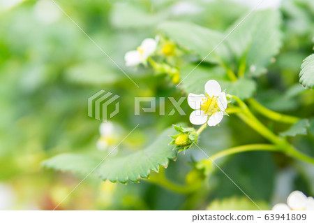 Strawberry flower 63941809