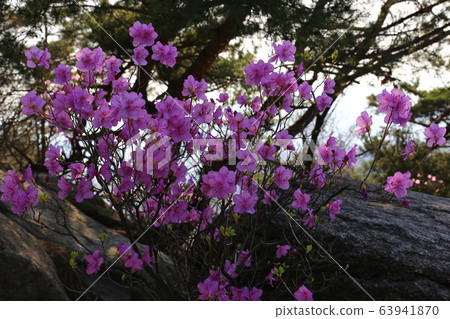 National Park, Bukhansan Mountain, Spring National Park, Bukhansan Mountain, Spring 63941870