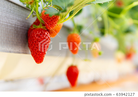 Strawberry picking Strawberry picking 63942127