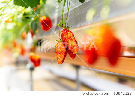 Strawberry picking Strawberry picking 63942128