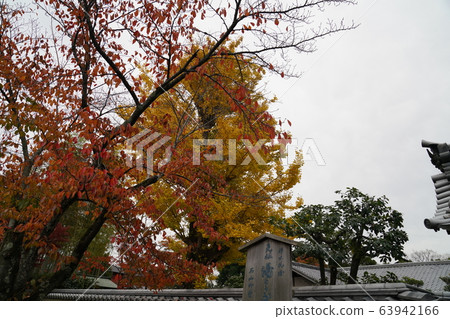 京都嵐山秋葉自然 京都嵐山秋葉自然 63942166