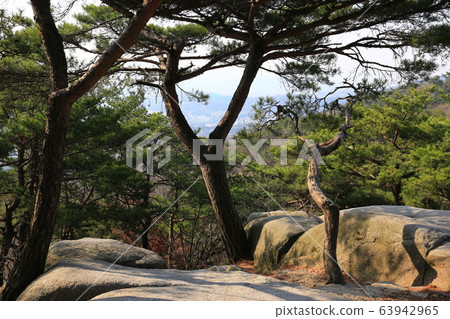 北漢山，國家公園，春天的花朵 63942965