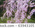 Cherry blossoms falling in the rain 63943105