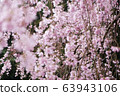 Cherry blossoms falling in the rain 63943106