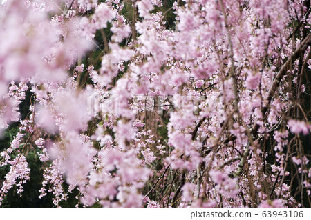 櫻花落在雨中 63943106