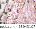 Cherry blossoms falling in the rain 63943107